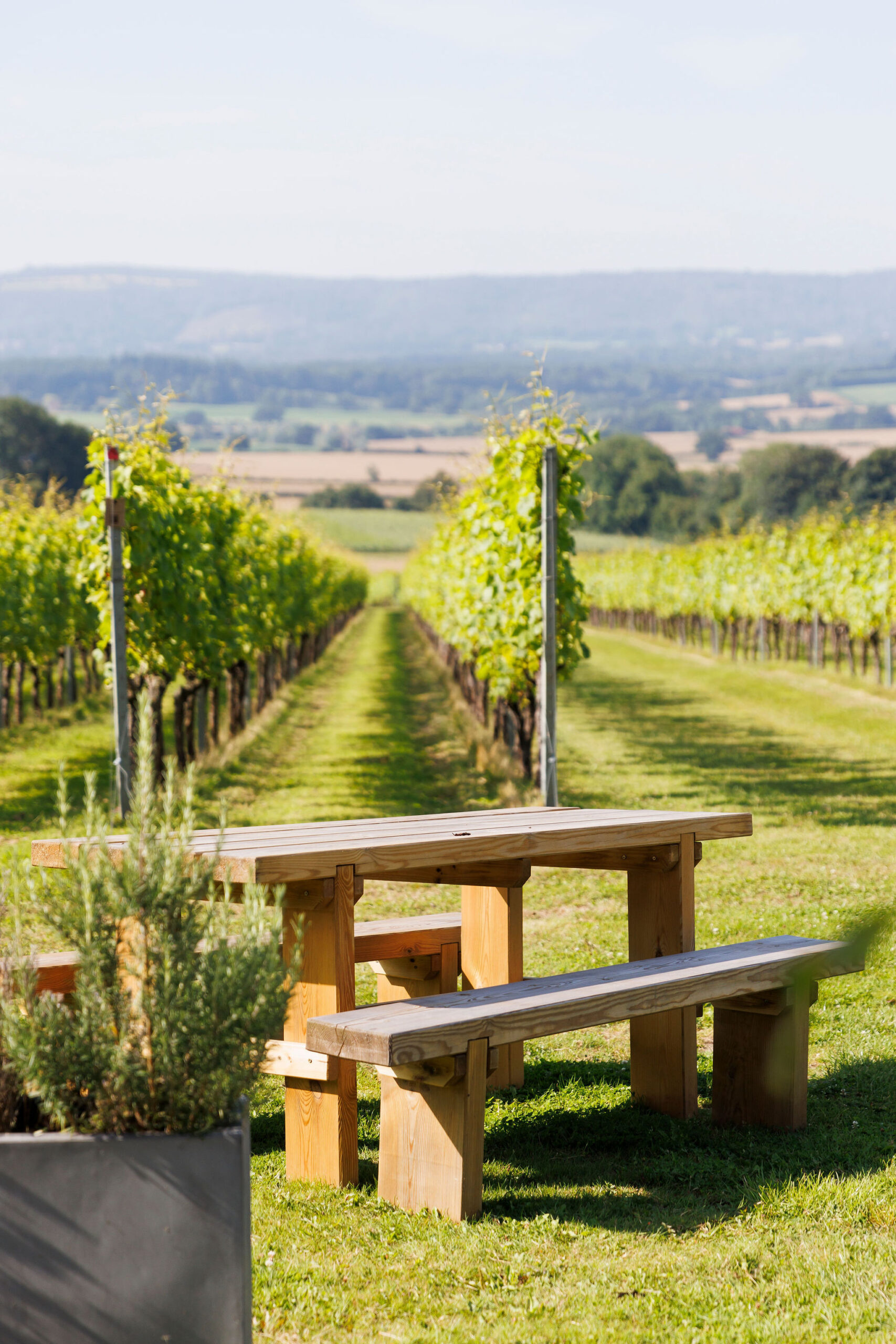 Sparkling Wines