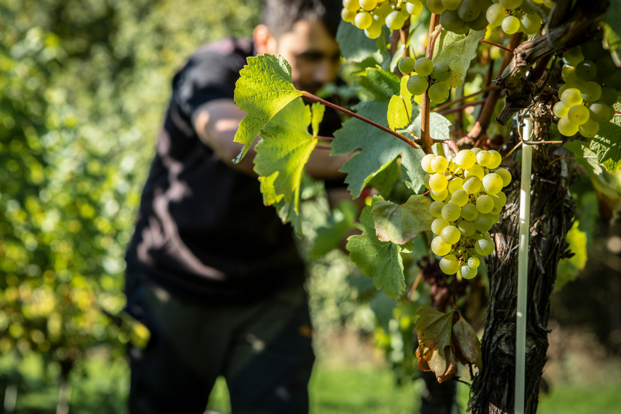 Sparkling Wines