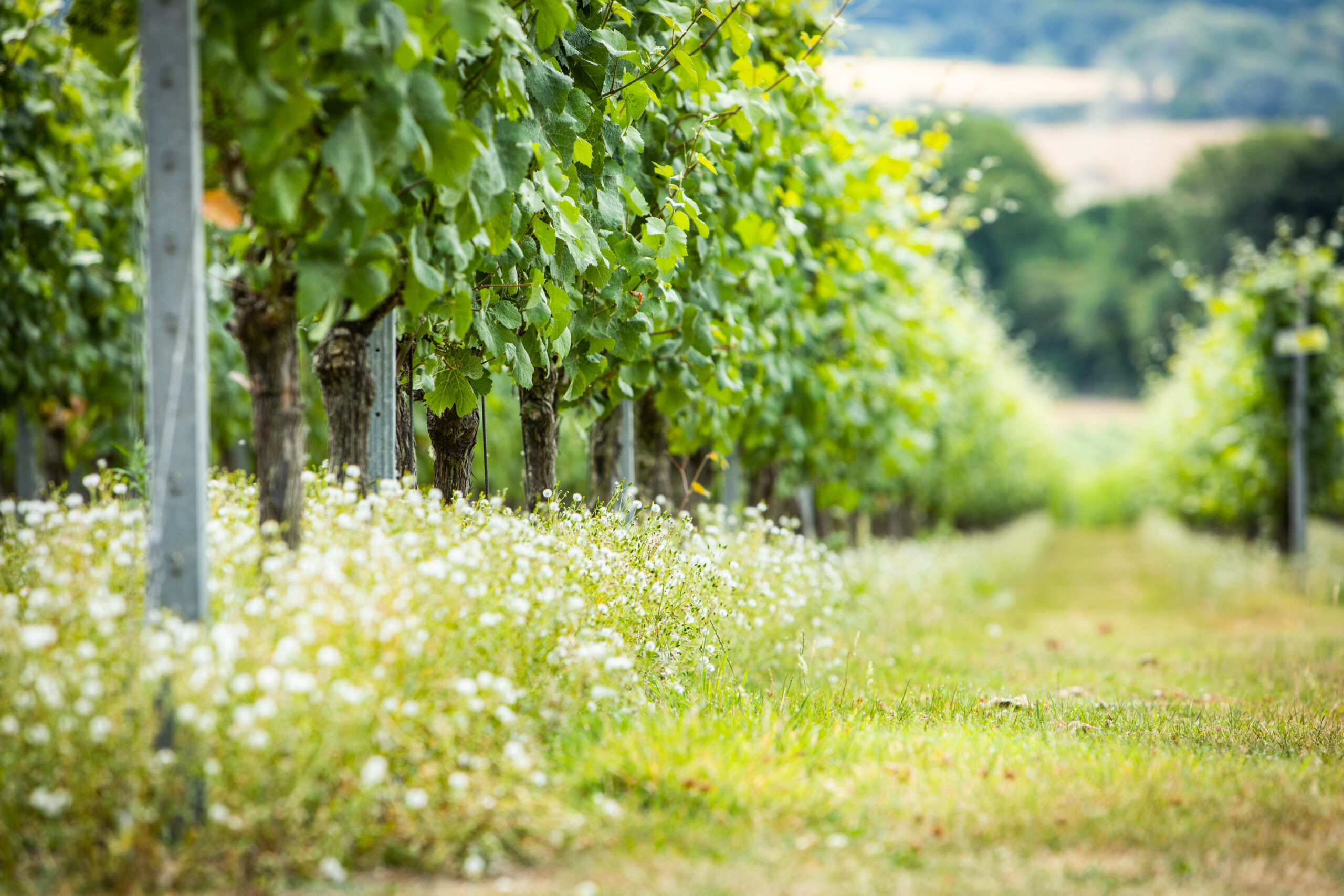Sparkling Wines