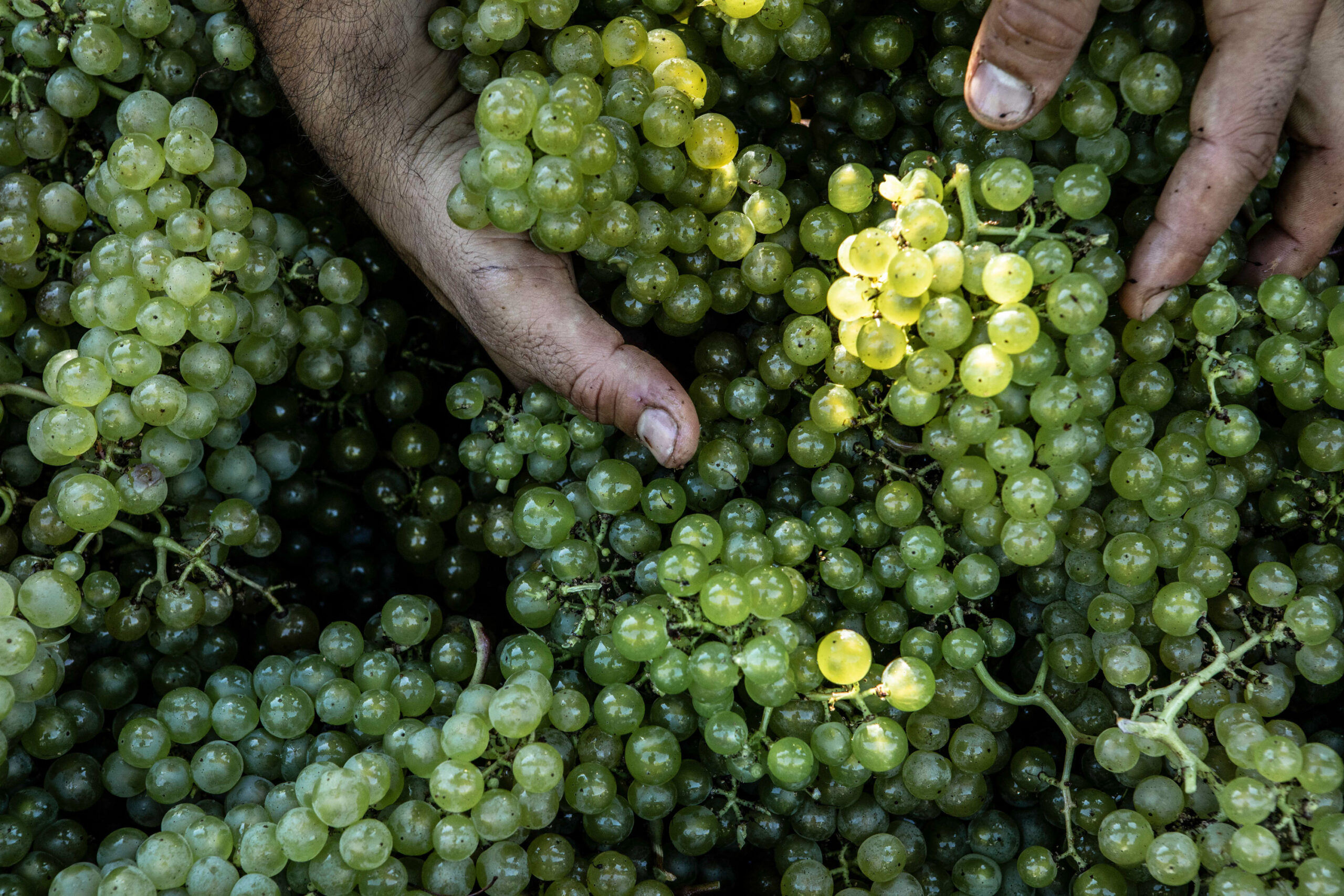 Sparkling Wines
