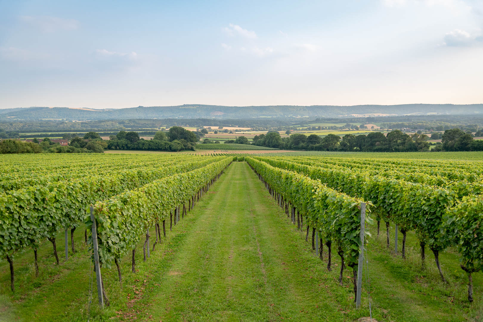 Roebuck Sparkling Wines