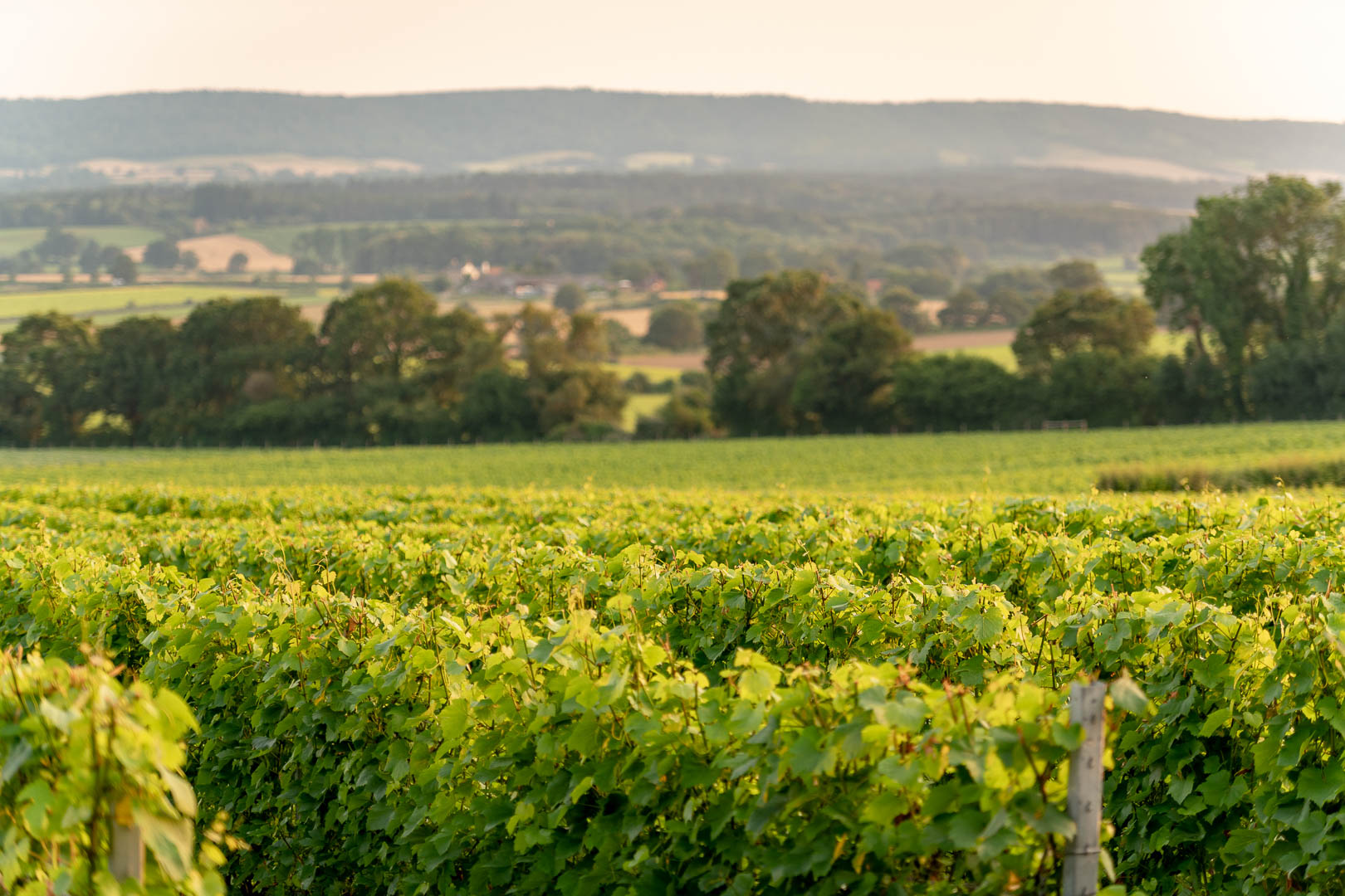 Sparkling Wines